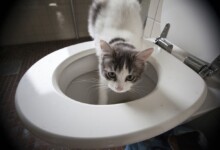 Why Does My Cat Drink From the Toilet?