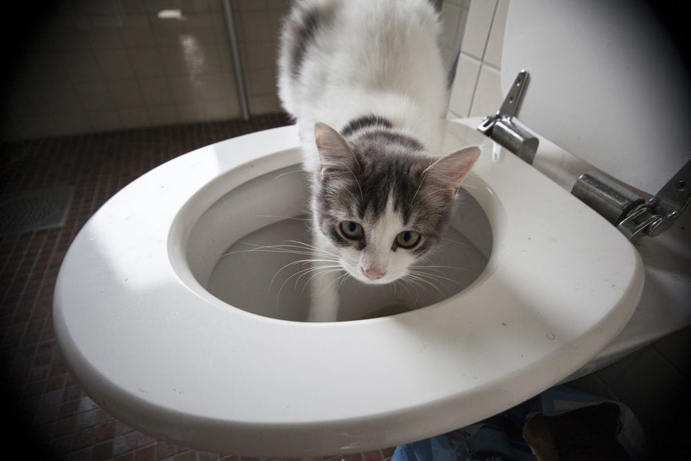 cat drinking toilet