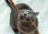 Why Does My Cat Chew on Electrical Cords?