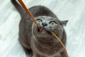 cat eats cords