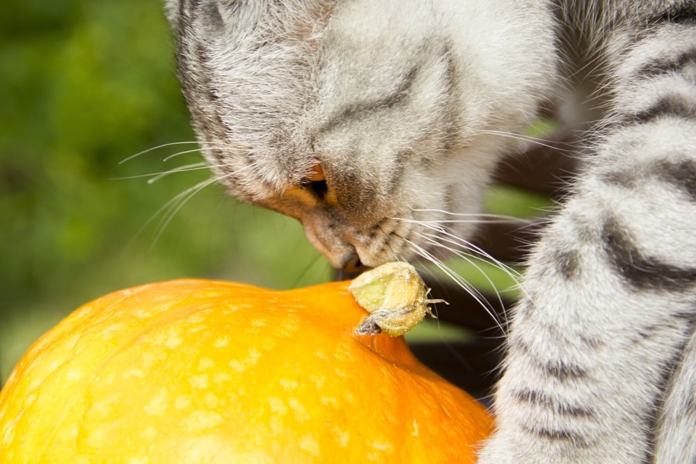 cat eats pumpkin