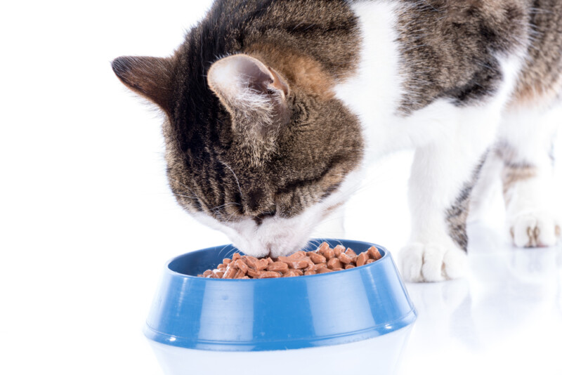 do-cats-need-wet-food-petsoid