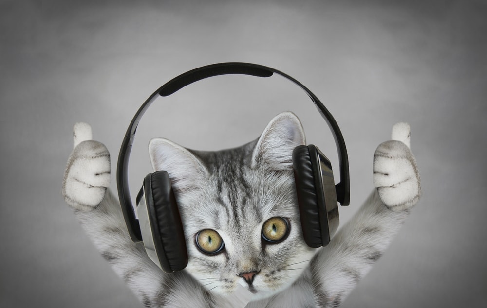 cat enjoy music