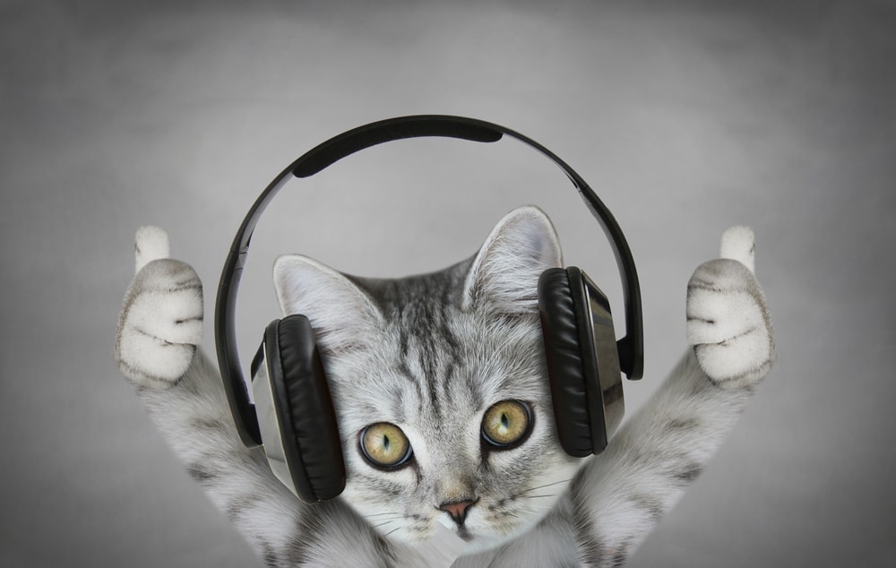 Why Do Some Cats Love Music? » Petsoid