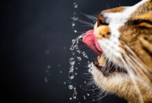 Cat Hydration Guide: Do Cats Drink Water?
