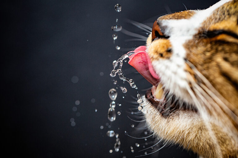 Cat Hydration Guide Do Cats Drink Water? » Petsoid