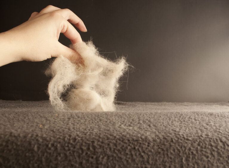 Cat Losing Hair - Treatments & Causes » Petsoid