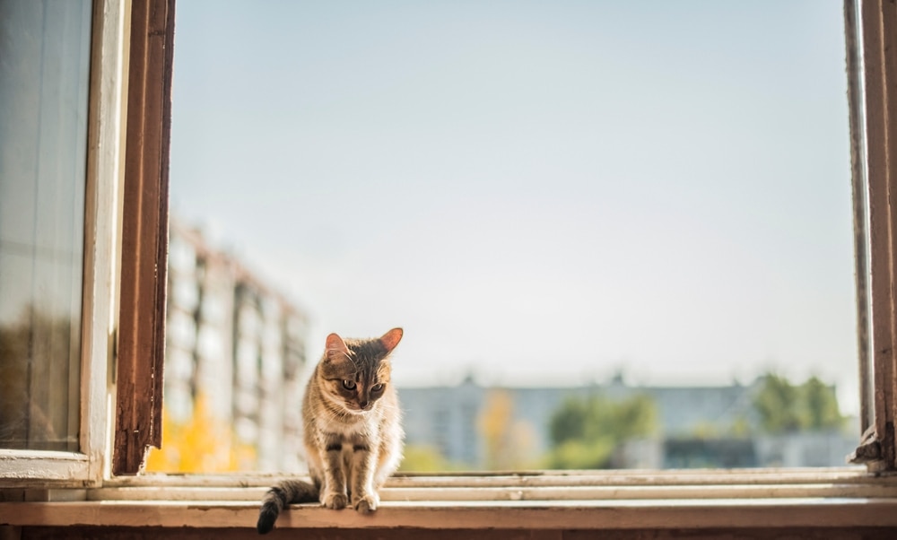 cat high window