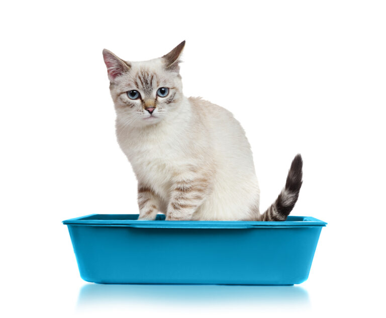 Why Does My Cat Have Diarrhea? » Petsoid