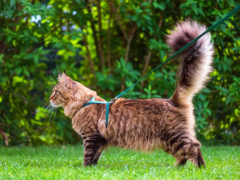 How to Walk Your Cat on a Leash Safely » Petsoid