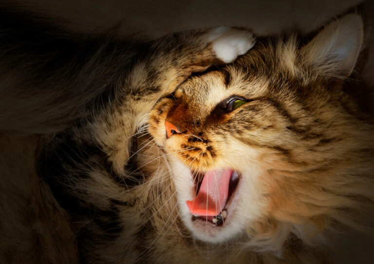 How to Tell If a Cat Is In Pain? » Petsoid