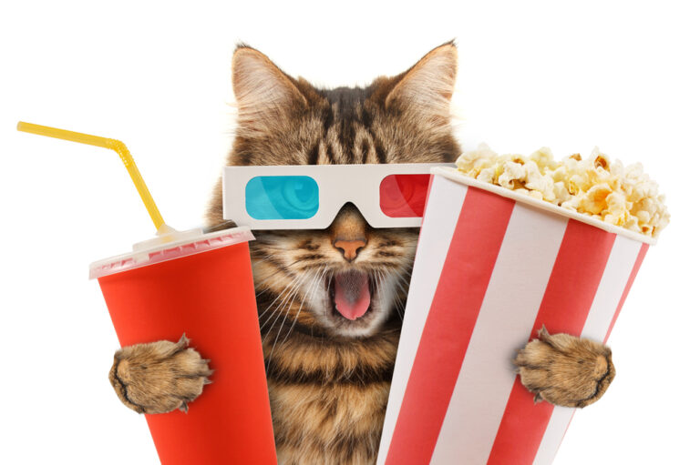 can-cats-eat-popcorn-petsoid