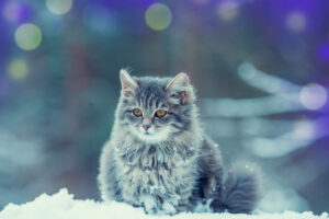 cat in the winter