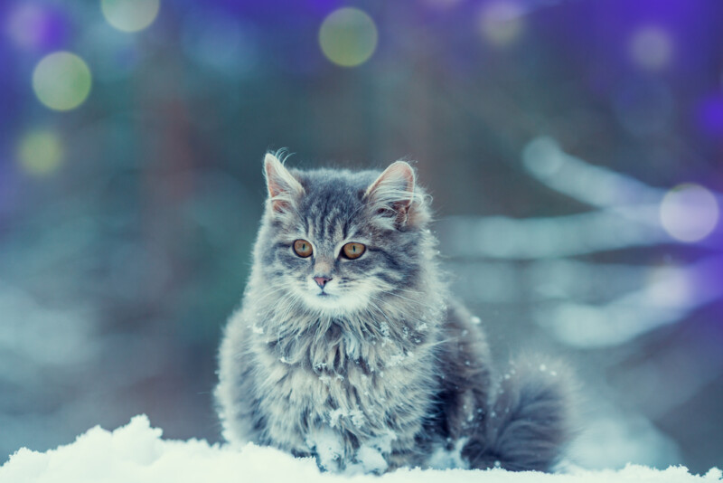 Will My Cat Get Too Cold in the Winter Outside? » Petsoid