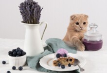 Can Cats Eat Blueberries?