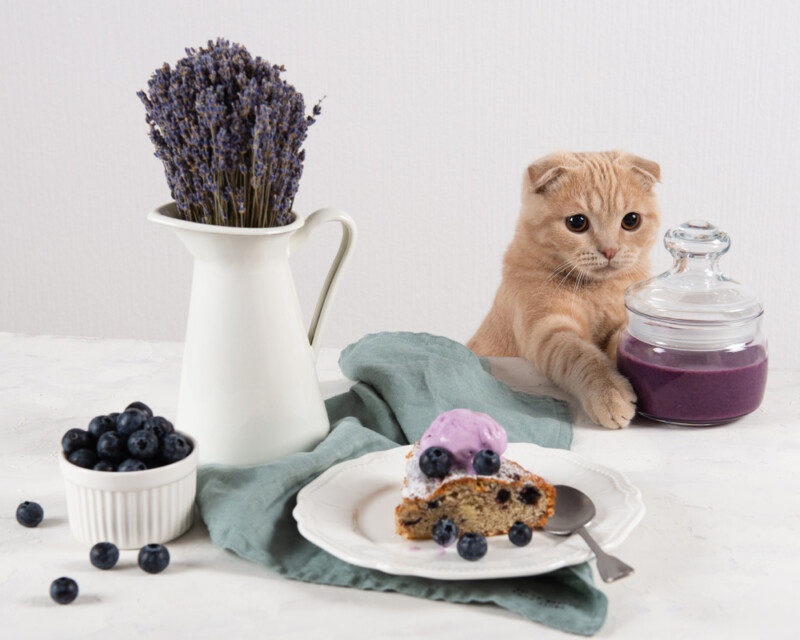 Can Cats Eat Blueberries? » Petsoid