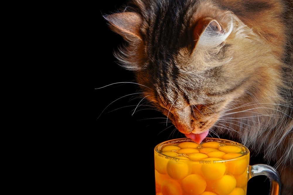 Can Cats Eat Eggs? » Petsoid