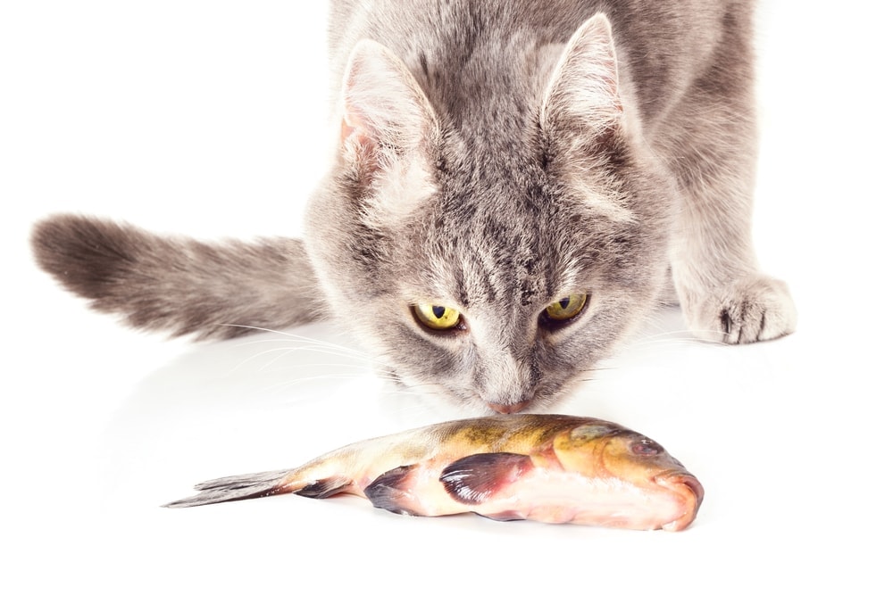 Can Cats Eat Fish Oil Capsules