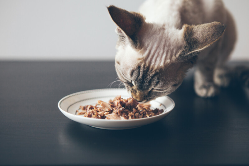 How Much Wet Food Should I Feed My Cat? » Petsoid
