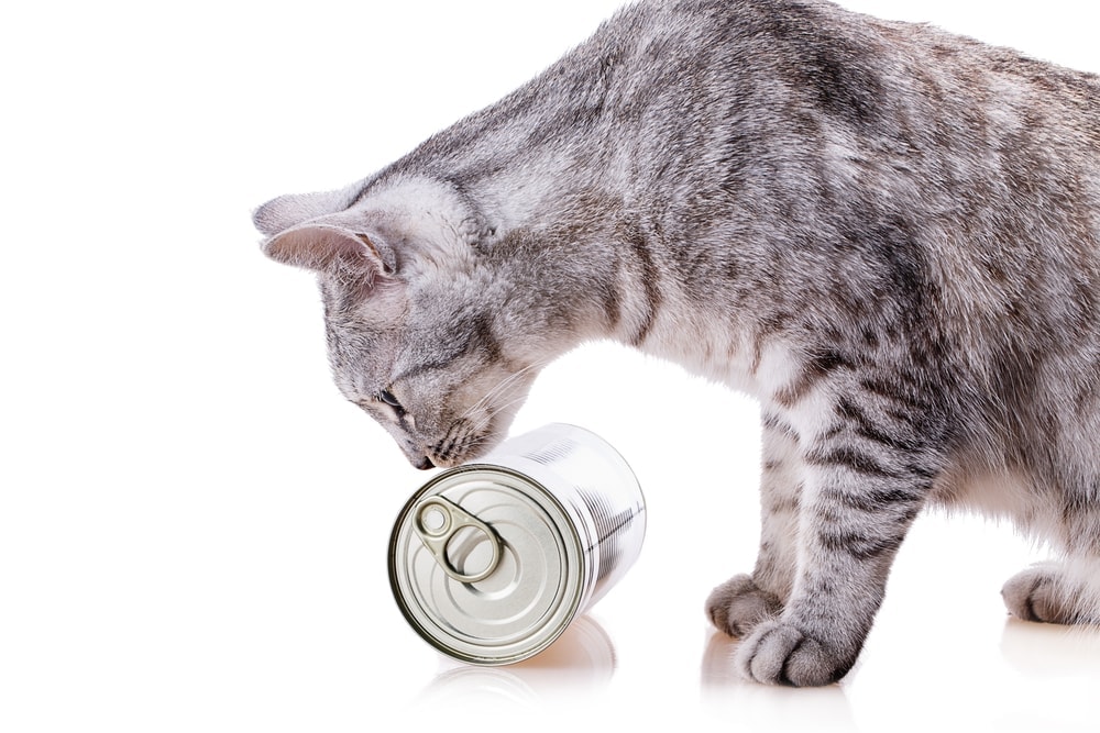 cat is playing with can