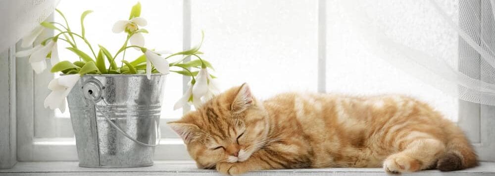 cat is sleeping on a window e1584262438960