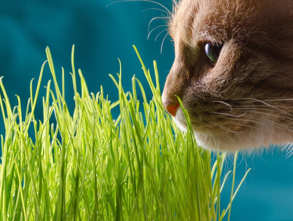 Why Do Cats Eat Grass? » Petsoid