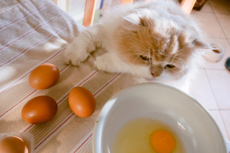 Can Cats Eat Eggs? » Petsoid