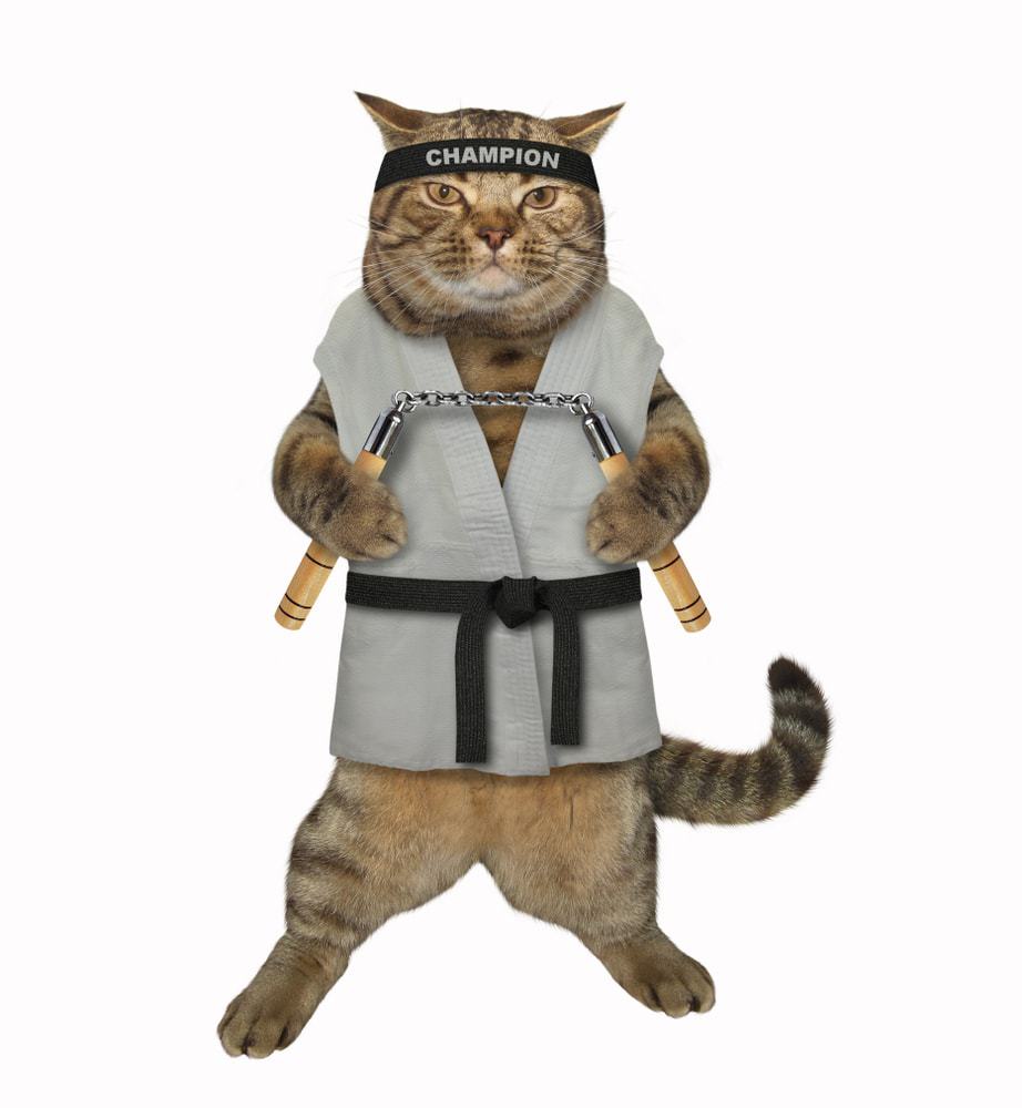 cat karate