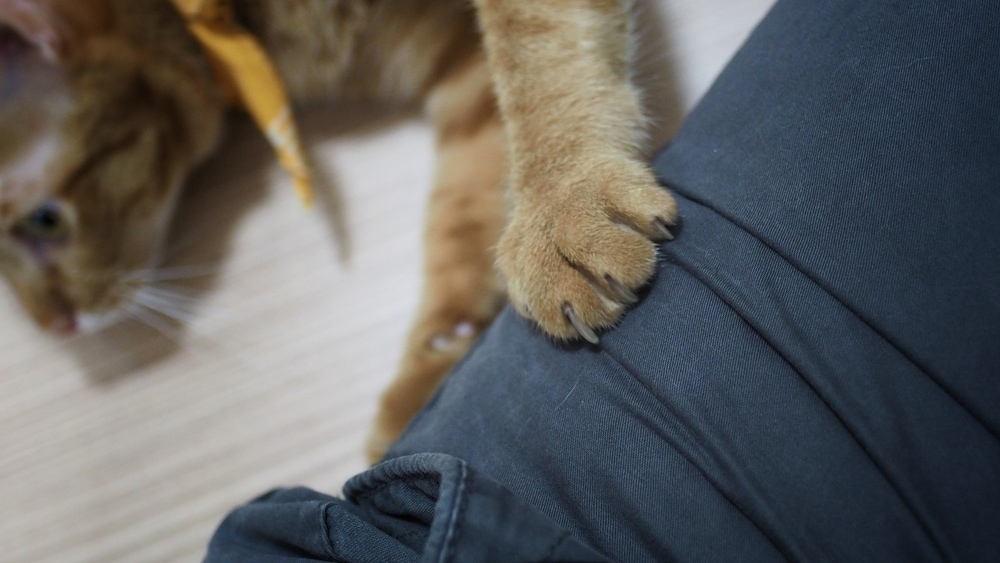 Why Do Cats Knead? » Petsoid