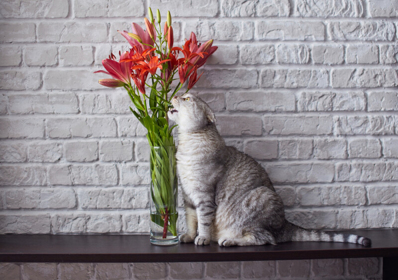 Why Are Lilies Dangerous to Cats? » Petsoid