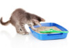 The Best Place for Your Cat's Litter Box