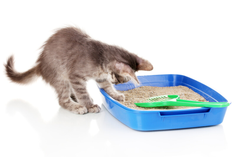 The Best Place for Your Cat's Litter Box » Petsoid