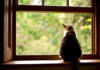 7 Ways to Stop Your Cat from Falling out of a Window
