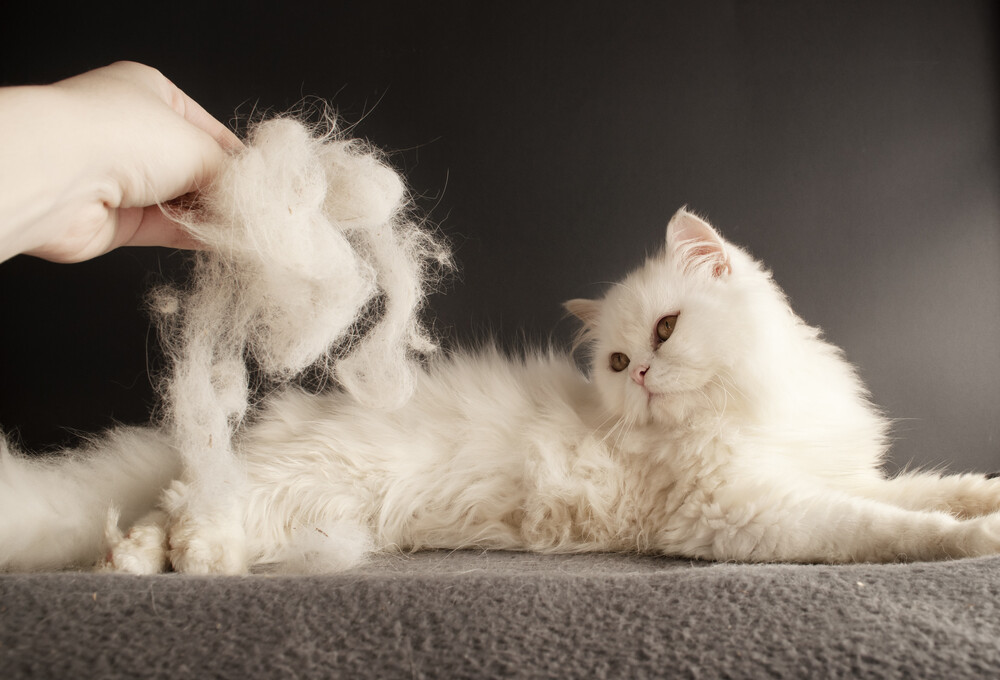 Cat Dry Skin Treatments & Causes » Petsoid