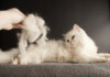 Cat Losing Hair - Treatments & Causes