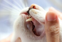 Cat Tooth Loss: Treatments & Info