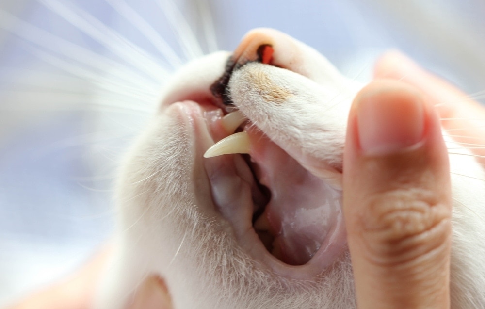 cat losses teeth