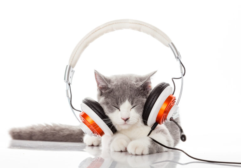 Why Do Some Cats Love Music? » Petsoid