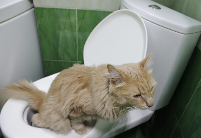 Why Does My Cat Drink From the Toilet? » Petsoid