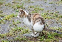 Blood in Cat Poop - Treatments & Causes
