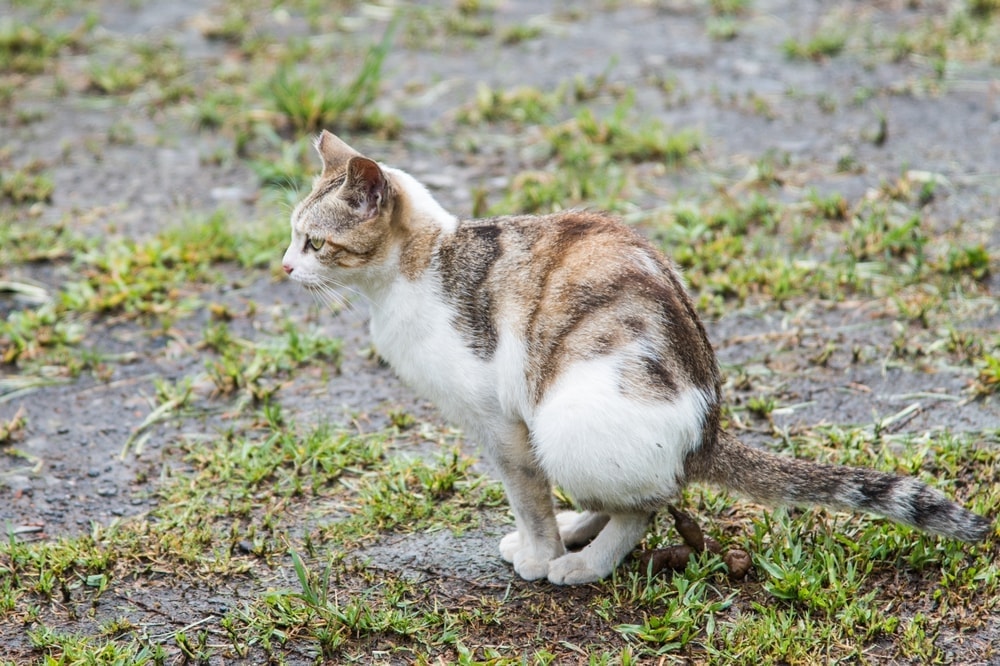 Blood In Cat Poop Treatments Causes Petsoid