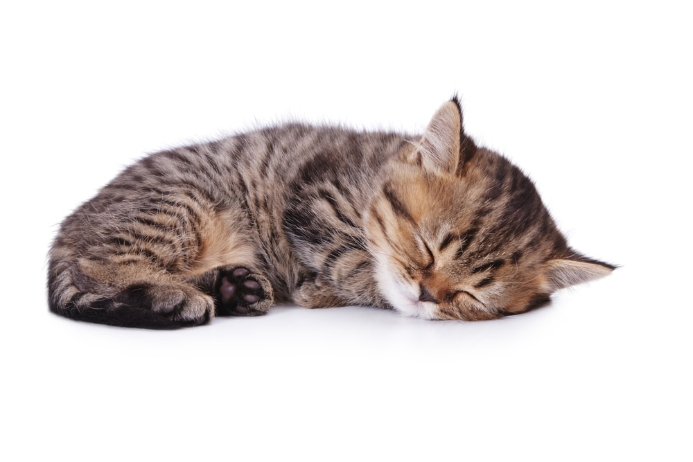 How to Train a Kitten to Sleep at Night? » Petsoid