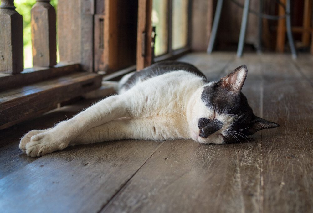 Cat Scooting Why Does It Happen & What To Do? » Petsoid