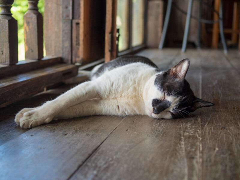 Why Do Cats Fall Over? » Petsoid
