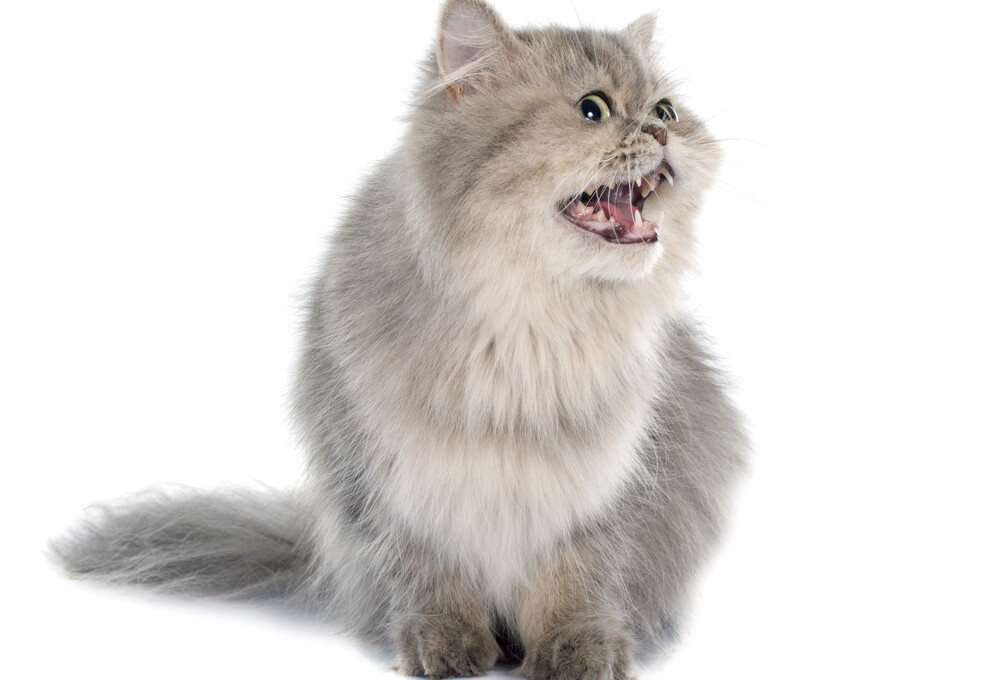 Why Do Cats Slap Each Other? » Petsoid