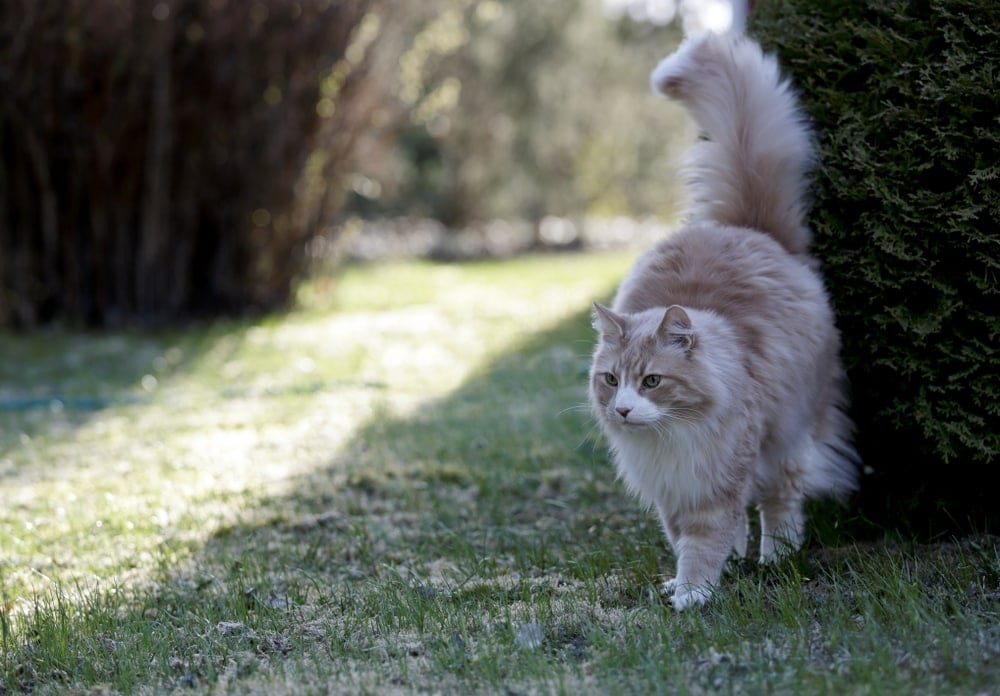 Why Do Cats Spray? » Petsoid