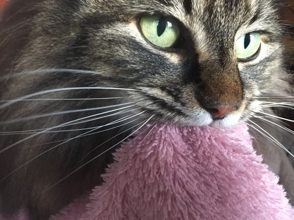 Why Do Cats Suck On Blankets? » Petsoid