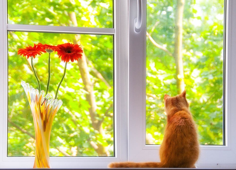 cat window