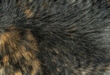 Cat Dandruff - How to Get Rid of It