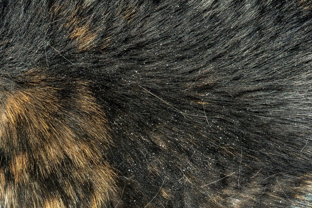 Cat Dandruff How to Get Rid of It